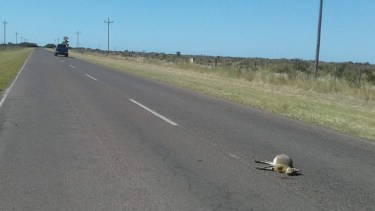 La especie se encuentra en la Lista Roja para el Estado de Conservación de los Mamíferos de la Argentina. Foto: Agencia Viedma.