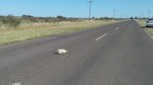 Imagen de Atropellaron a una especie «vulnerable» camino a El Cóndor