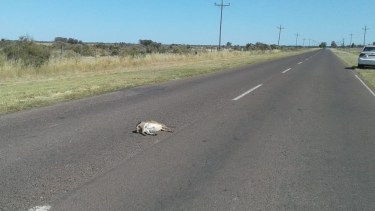 Atropellaron a una especie «vulnerable» camino a El Cóndor