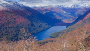 Bosque nativo en Neuquén: una reforma polémica y el error de la forma