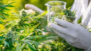 El aceite de cannabis evitó casi 2 de cada 3 crisis en niños con epilepsia, según el Garrahan