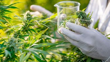 El aceite de cannabis logró una gran reducción de crisis en niños con epilepsia.