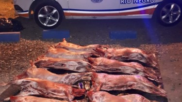 Se secuestraron diez corderos en Dina Huapi. Foto: gentileza