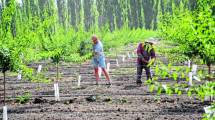 Imagen de El 2019 fue un mal año para la pera, la manzana y la producción de cerdos en Neuquén