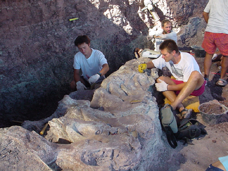 En Los Barreales se hallaron más de 1100 piezas fósiles de vertebrados. Foto: Gentileza  
