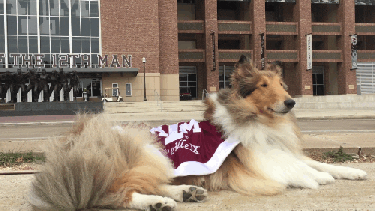 No es día para peinarse demasiado antes de salir.-