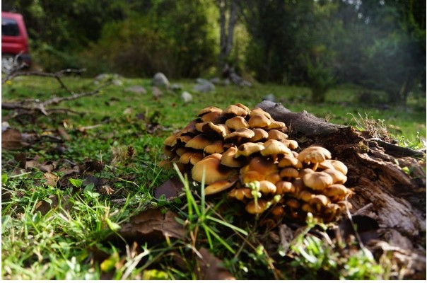 Salud Ambiental emitió recomendaciones para el consumo de hongos silvestres. Archivo