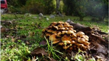 Salud Ambiental emitió recomendaciones para el consumo de hongos silvestres. Archivo