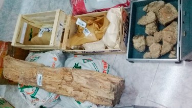 La fiscalía secuestró 200 piezas en dos allanamientos que se realizaron en Zapala. (Foto Gentileza.-) 