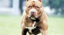 Imagen de Una niña fue atacada por un pitbull en Roca y tuvieron que operarla