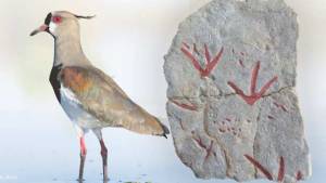 Antes del fin de los dinos,  los teros ya gritaban en la región