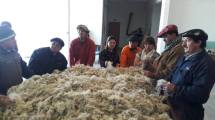 Imagen de Productores vendieron mohair a casi U$s 9 dólares el kilo