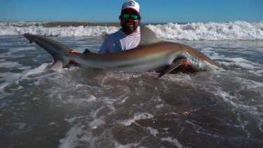 Una hembra marcada y devuelta el domingo pasado en Bahía Creek (Río Negro) como parte del Proyecto Conservar Tiburones en Argentina. el pescador es Esteban Giussi. El proyecto lleva 10 años en los que cientos de pescadores han colaborado con el marcado y la devolución de manera desinteresada de más de 650 tiburones en la costa argentina.