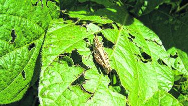 Desde 2008 la Subsecretaría de Producción aplica el Programa Provincial de Monitoreo y Control de Tucuras y de Control de la Rosa Mosqueta. Foto: archivo