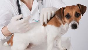Moquillo en perros, el enemigo al que solo frena la vacuna