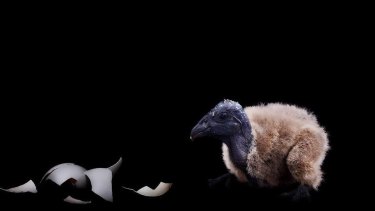 El fotógrafo de naturaleza Ramòn Casares, manteniendo el aislamiento humano, retrató a Mawun