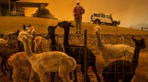 Imagen de Neuquén se suma a una marcha mundial por los incendios en Australia