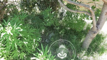 Las plantas de marihuana que fueron secuestradas por la policía. Foto: Prensa Policía. 