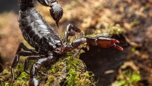 Evitá picaduras de arañas y alacranes