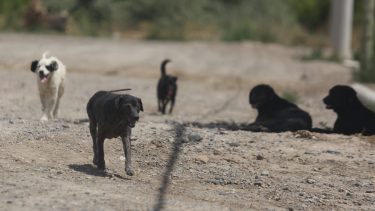 Funpabia se encarga de cuidar y ayudar a los animales en situación de abandono. Foto: Archivo Archivo (Juan Thomes)