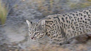 El ejemplar de gato montés que fue arrollado en el parque nacional. Foto ilustrativa.