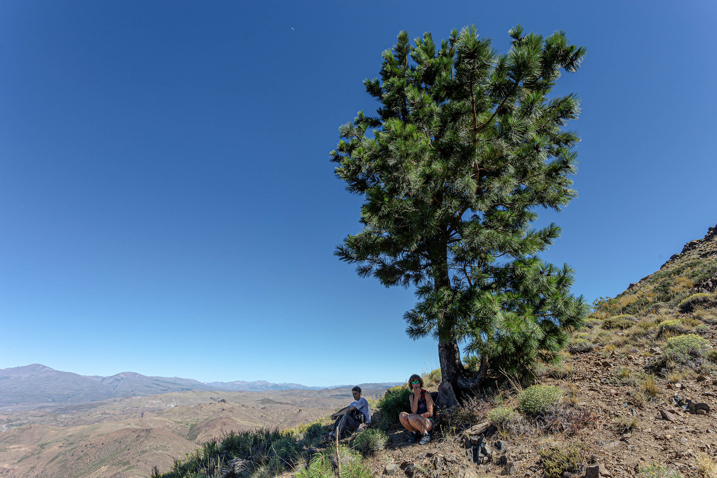 El pino guacho en Huinganco, norte neuquino. Fotos de Ricardo Kleine Samson.