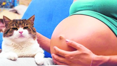 Toxoplasmosis: enfermedad para tener muy presente