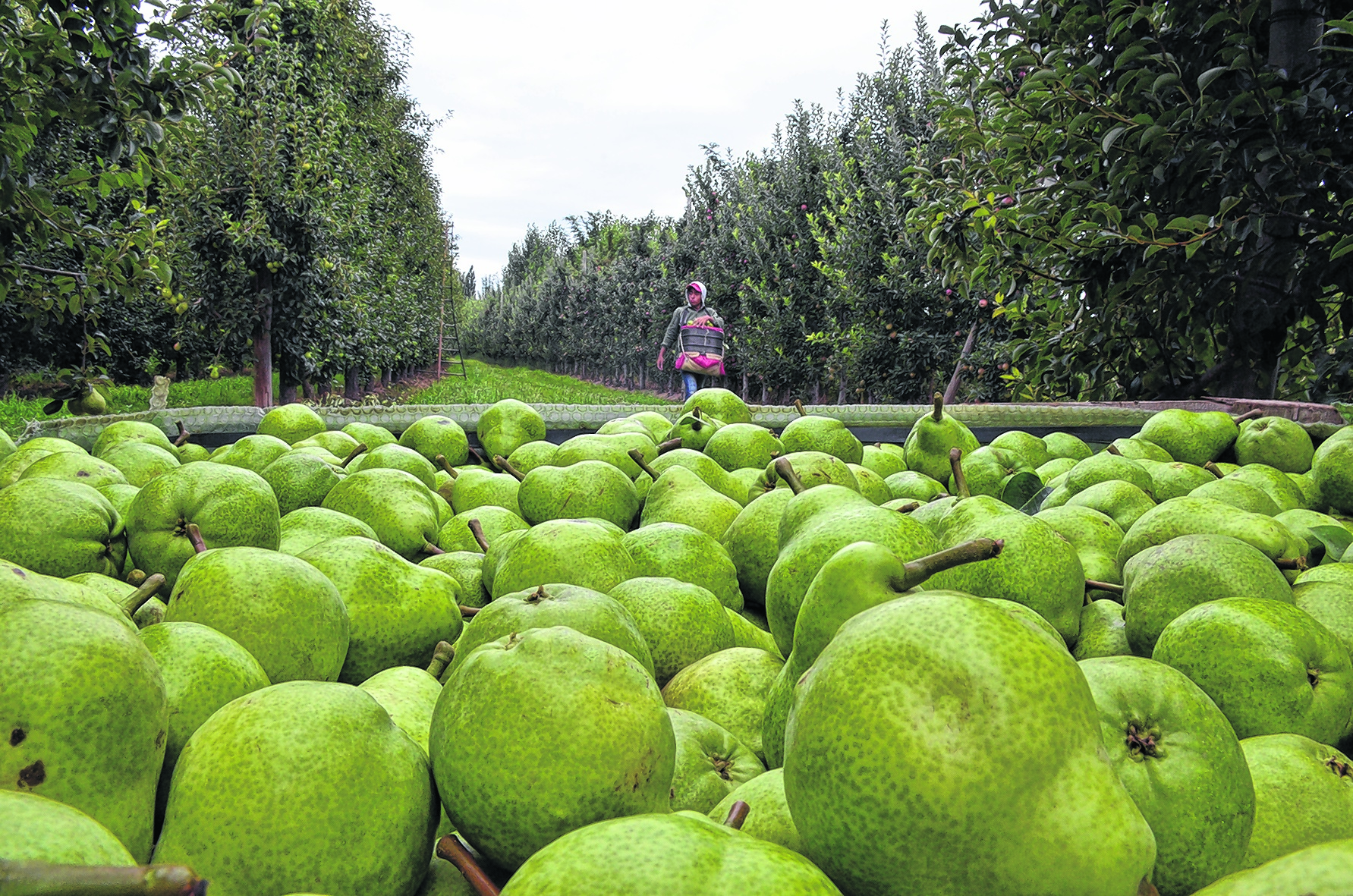 Dentro de las variedades de peras, William’s es la más importante de la región por volumen a comercializar. (Foto: Néstor Salas)