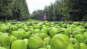 Ya llegaron 12.000 trabajadores golondrinas para levantar la cosecha de frutas