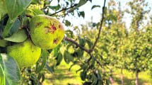 Imagen de Más de 3.000 hectáreas frutícolas fueron afectadas por el granizo