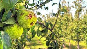 Cámara de Productores de Centenario: «lo que ha hecho la piedra es un desastre»