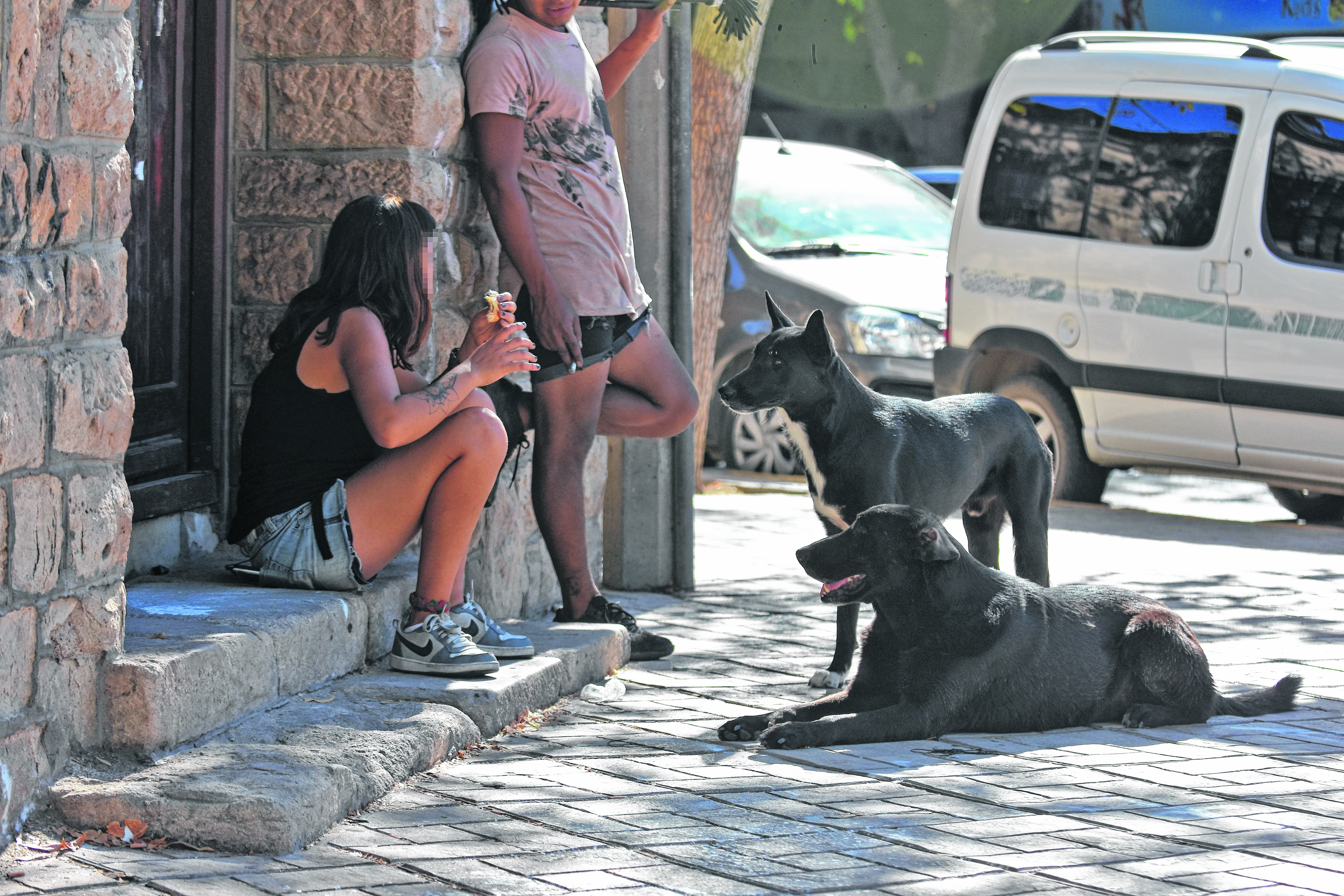 Perros callejeros, un problema que se repite en Roca. (Foto: Gonzalo Maldonado)