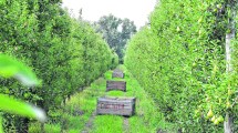 Imagen de Las cámaras frutícolas reclaman medidas para la crisis que atraviesa el sector