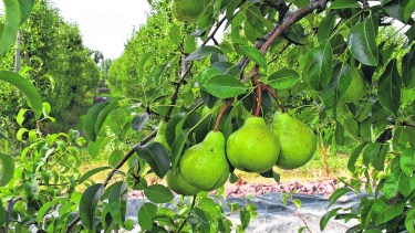 Falta un poco de tamaño y madurez para cosechar. (Foto: Jorge Tanos)