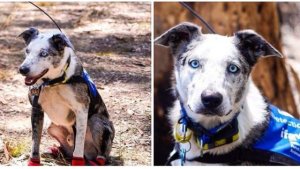 Oso, el perro que rescata koalas en el incendio forestal que castiga a Australia