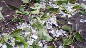 Granizo: en Regina las piedras alcanzaron los 20 milímetros