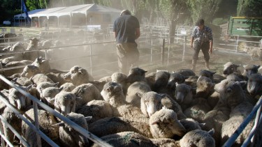 Llega la Expo Rural de Bariloche: mirá el programa