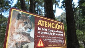 Encuentran huellas de un puma en un sendero de Bariloche