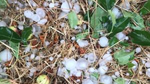 Cayó granizo en la zona productiva de Regina