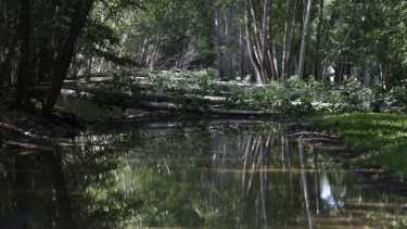 En San Patricio del Chañar se registraron caídas de árboles y calles inundadas por la tormenta. (Juan Thomes).-