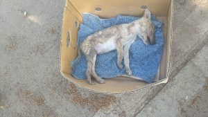 Rescataron un perro que habían arrojado a un contenedor de basura en Allen