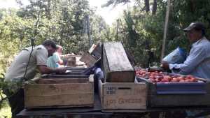 Personal del RENATRE y de UATRE inspeccionó chacras en Río Colorado