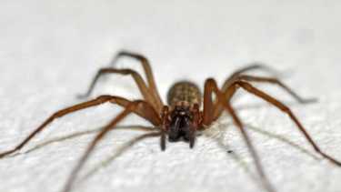 Para evitar picaduras de insectos es fundamental la higiene en el hogar y sus alrededores, como así también la elección de espacios recreativos despejados. Foto: archivo 