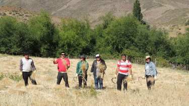 En inmediaciones de El Cholar comenzó el corte del trigo que se usará para preparar ñaco. Foto Municipalidad de El Cholar