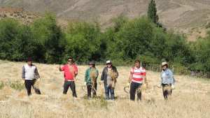Como hace un siglo, cultivan trigo y preparan el ñaco en El Cholar