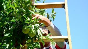 El viento generó daños y caída de pera Williams en los frutales