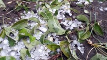 Imagen de Así quedó la fruta tras el granizo en Regina