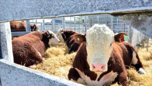 Habrá mayores controles contra el abigeato en el Idevi