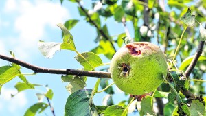 Productores aseguran que 500 hectáreas fueron golpeadas por el granizo en Regina y Chichinales