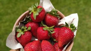 La feria del Puesto Plottier  se trasladará al CAM